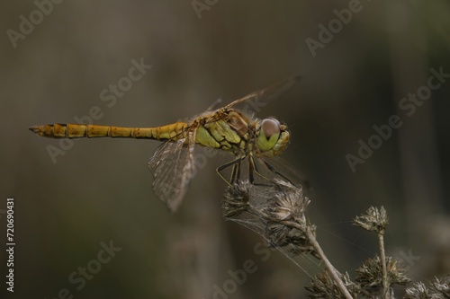 Closeup on a Vagrant Darter dragonfly, Sympetrum vulgatum, perched in the vegetation photo