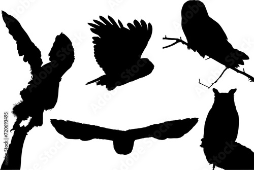 ave, silueta, aguilas, apresurado, vector, animal, , buho