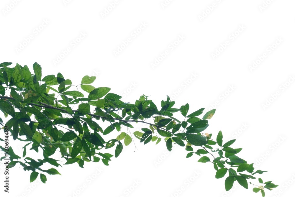 A Tropical tree with leaves branches on white isolated background for green foliage backdrop A Tropical tree with leaves branches on white isolated background for green foliage backdrop