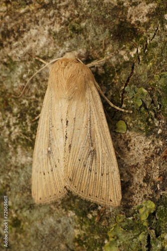 Vertical closeup of the obscure wainscot moth, Leucania obsoleta sitting on wood in the garden photo