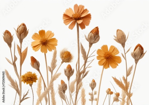 Childrens Illustration Of Bunch Of Dried Flowers Isolated On White Background Cutout