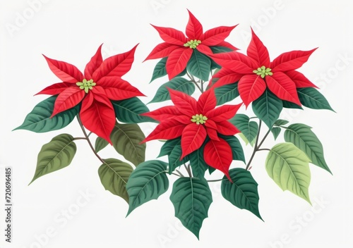 Childrens Illustration Of Poinsettia Plant  Isolated Object  White Background