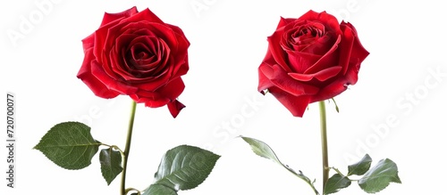 Two Red Roses on Isolated White Background  A Stunning Pair of Red Roses Perfectly Captured in Two Isolated Shots Against a Clean White Background