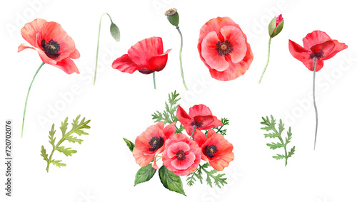 Red poppies flower watercolor illustration. Poppy frame, border, wreath, arrangement. Floral elements for greeting designs. PNG clipart