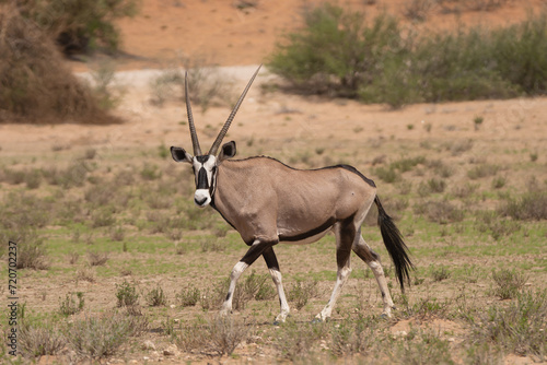 Gemsbok - Oryx gazella - going on desert with green grass and sand in background. Photo from Kgalagadi Transfrontier Park in South Africa. 