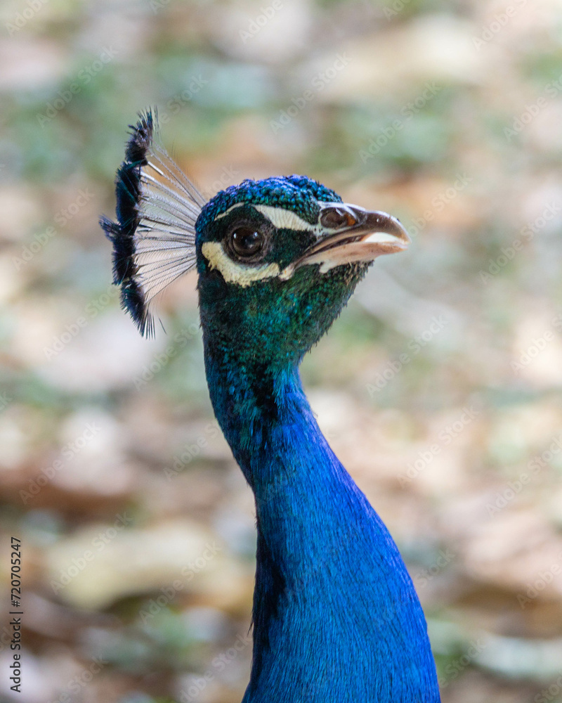 A blue peacock also know as Indian peafowl or Blue peafowl. Species Pavo cristatus. Animal Lover. Animal world. A blue peacock also know as Indian peafowl or Blue peafowl. Species Pavo cristatus. Animal Lover. Animal world.