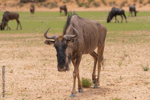 Blue wildebeest, common wildebeest, white-bearded gnu or brindled gnu - Connochaetes taurinus with other wildebeests in background. Photo from Kgalagadi Transfrontier Park in South Africa.