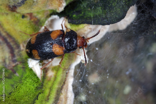 Hairy fungus beetle (Mycetophagus quadripustulatus) on the fungi growing on the wood. photo