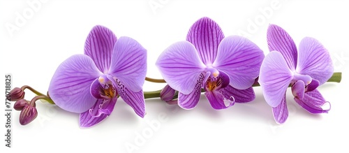 Stunning Purple Orchid on Isolated White Background - Exquisite Purple Orchid, Beautifully Isolated on a Pristine White Surface photo