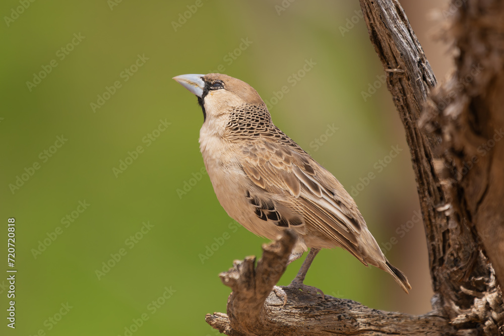 Fototapeta premium Sociable weaver - Philetairus socius perched on green background. Photo from Kgalagadi Transfrontier Park in South Africa.