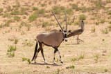 Gemsbok - Oryx gazella - going on desert with  sand and kori bastard  in background. Photo from Kgalagadi Transfrontier Park in South Africa.	