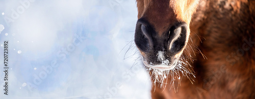 horse detail banner, nostrils, winter, cold. Bright snowy background photo