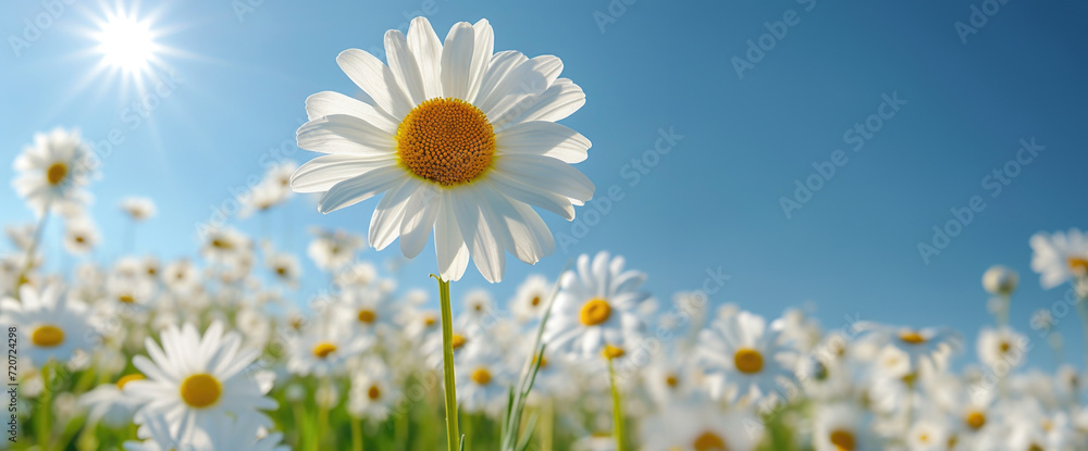 Sunny serenity: A white daisy under the warm sun radiates a sense of calm and natural beauty.