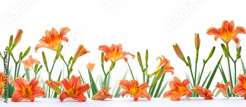 Fresh Daylily Blooms on Isolated White Background - Delicately Fresh Daylily Blossoms Stand Out on a Pristine White Background photo
