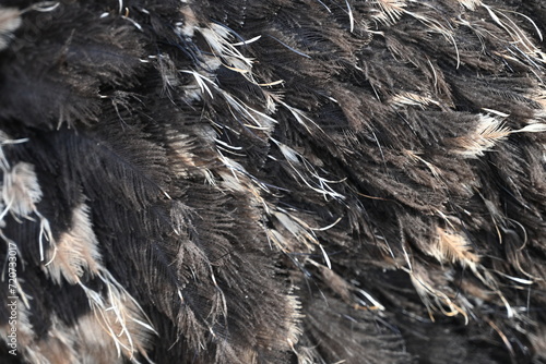 Texture of ostrich feathers as a background 