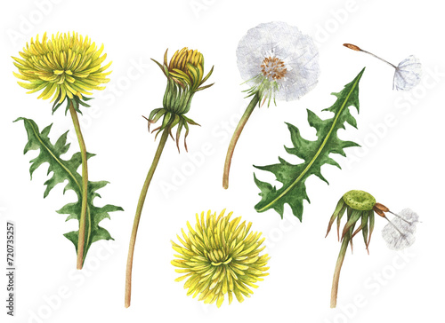 Set of watercolor dandelions, hand drawn floral illustration, spring flowers isolated on white background.