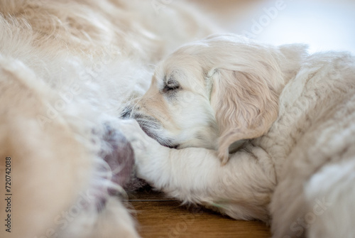 Fototapeta Naklejka Na Ścianę i Meble -  newborn golden retriever puppy sleeping on the floor and playing with his brother and sister