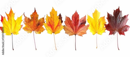 Vibrant Autumn Leaves: Isolated, Isolated, Isolated - A Captivating Showcase of Isolated Autumn Leaves