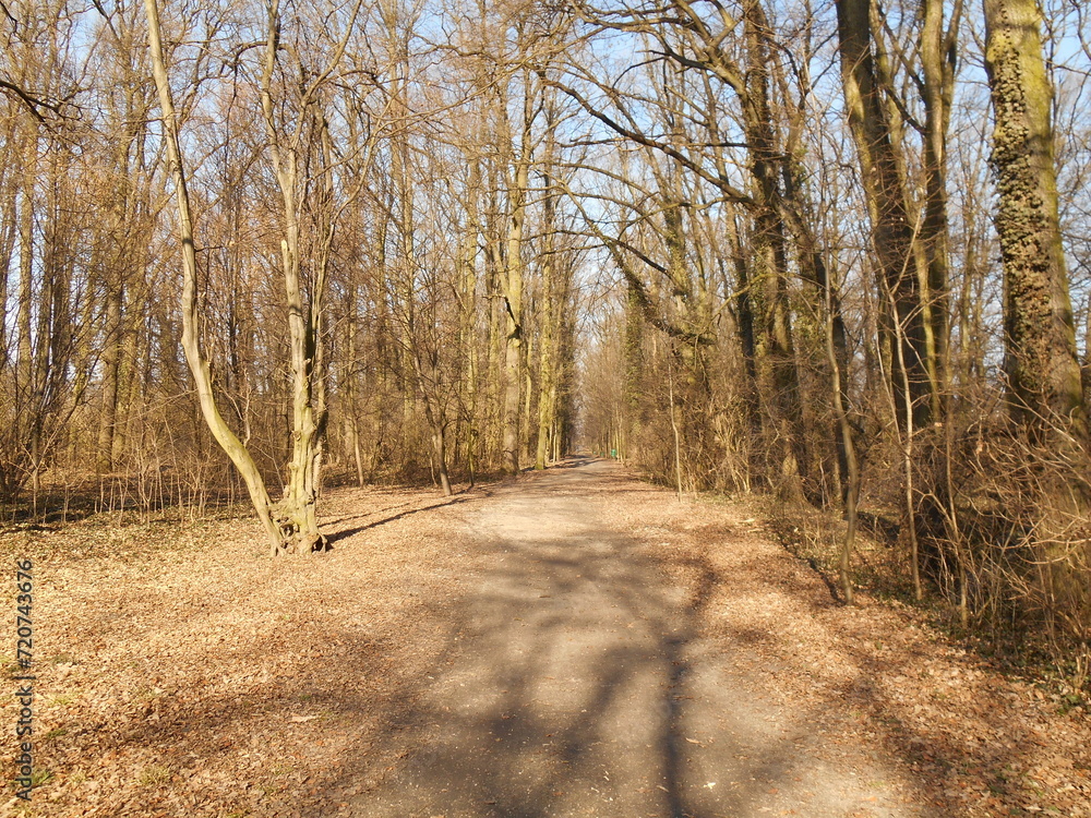 Obraz premium A suburban forest in early spring in the sun, a forest road
