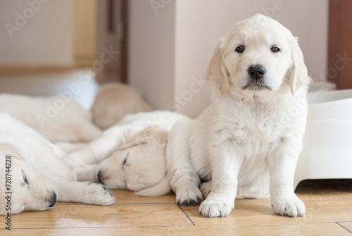 newborn golden retriever puppy sleeping on the floor and playing with his brother and sister