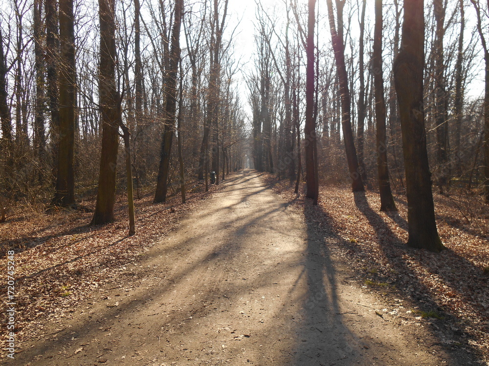 A suburban forest in early spring in the sun, a forest road