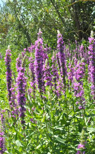 Lythrum salicaria grows on the riverbank and in wet places photo