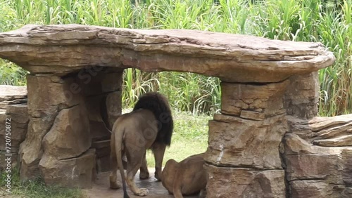 A pair of male and female lions at the Solo Zoo Safari Park, Surakarta.Indonesia