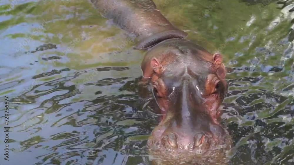 Hippopotamus or Hippopotamus amphibius recording
soaking in the water at Gembiroloka Safari Park, Yogyakarta. Indonesia Hippopotamus or Hippopotamus amphibius recording
soaking in the water at Gembiroloka Safari Park, Yogyakarta. Indonesia
