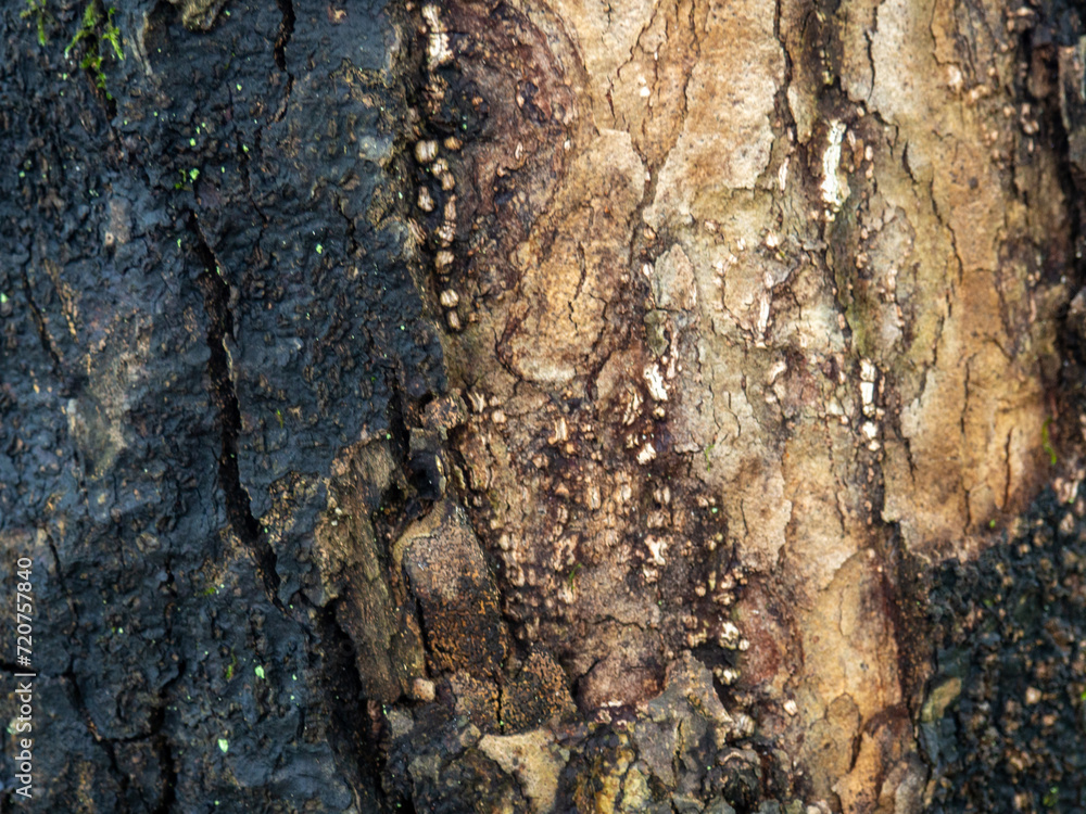 Background from wet tree bark. Dark bark. Uneven natural background. Background from wet tree bark. Dark bark. Uneven natural background.