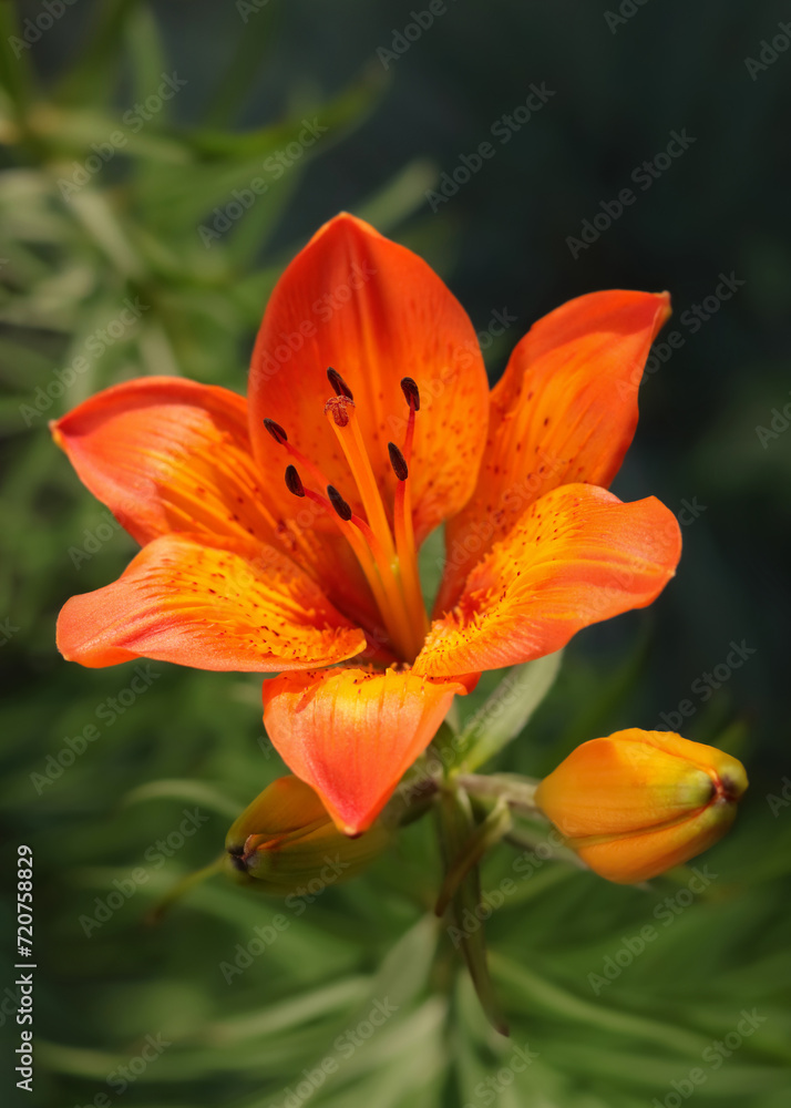 Tiger lily flower. Lilium lancifolium. Beautiful orange Stargazer Lily in the garden on a summer day. Lilium Tigrinum. Orange lily close up. Lilium Lancifolium. Floral background. Tropical flower. Tiger lily flower. Lilium lancifolium. Beautiful orange Stargazer Lily in the garden on a summer day. Lilium Tigrinum. Orange lily close up. Lilium Lancifolium. Floral background. Tropical flower.