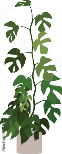 Mini Monstera Raphidophora Tetrasperma Plant Minimal Cutout Flat Vector Illustration