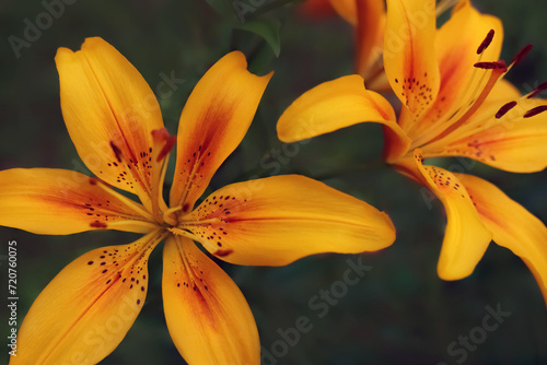 Close up of Yellow Lily flower. Hemerocallis flava. Yellow Planet Lily. Lilium parryi. Summer flowers. Blooming  Lemon Lily flower close-up on a green background. Yellow Daylily. Floral background