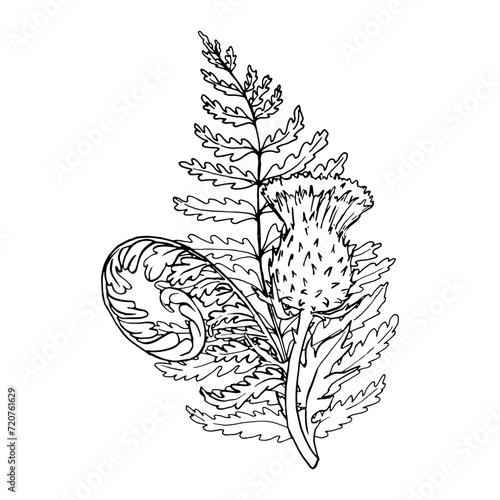 Hand drawn fern and thistle plant vector illustration. Outline sketch leaves of ferns. Black silhouette isolated prints of leaves on the white background