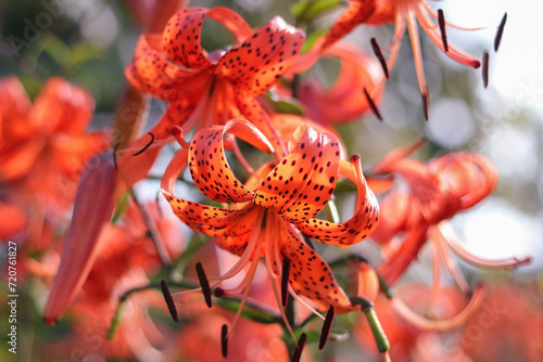 Tiger lilies in garden. Orange Tiger Lily flowers after rain on a blurred green background. Red lily. Floral background. Lilium lancifolium. Lilium tigrinum. Large drops of water after rain