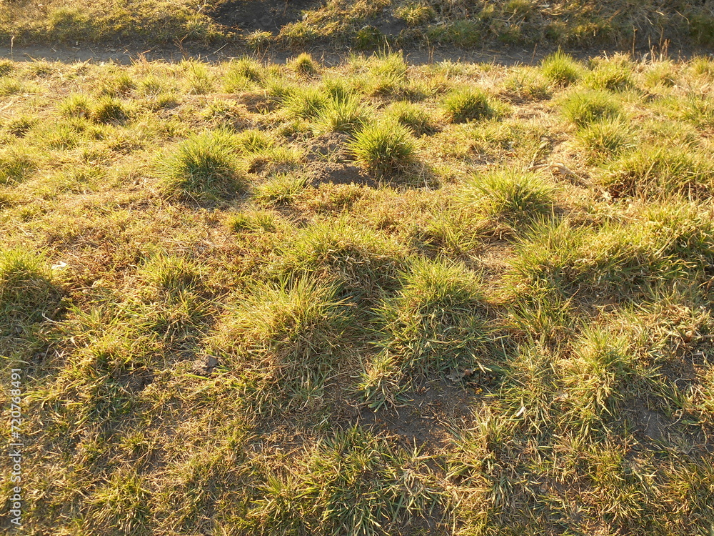 Grass Grass
