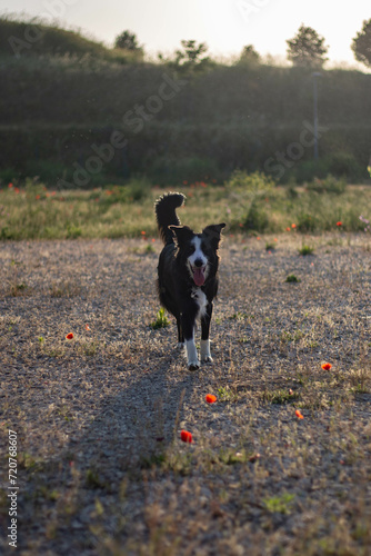 Border collie walking outside. Black and white dog approaching towards.