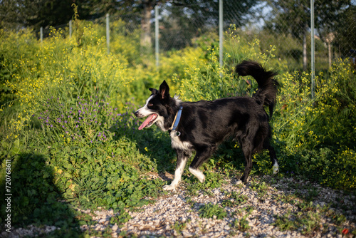 Border collie walking outside. Black and white dog running in park.