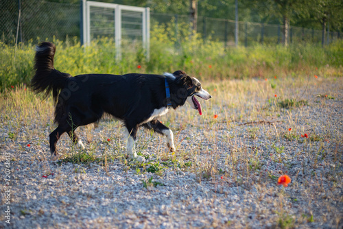 Border collie walking outside. Black and white dog running in park.