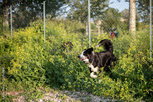 Border collie walking outside. Black and white dog running in park.