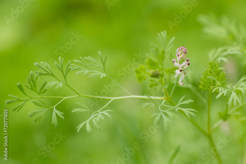 Fumaria officinalis, common fumitory, drug fumitory or earth smoke Close-up