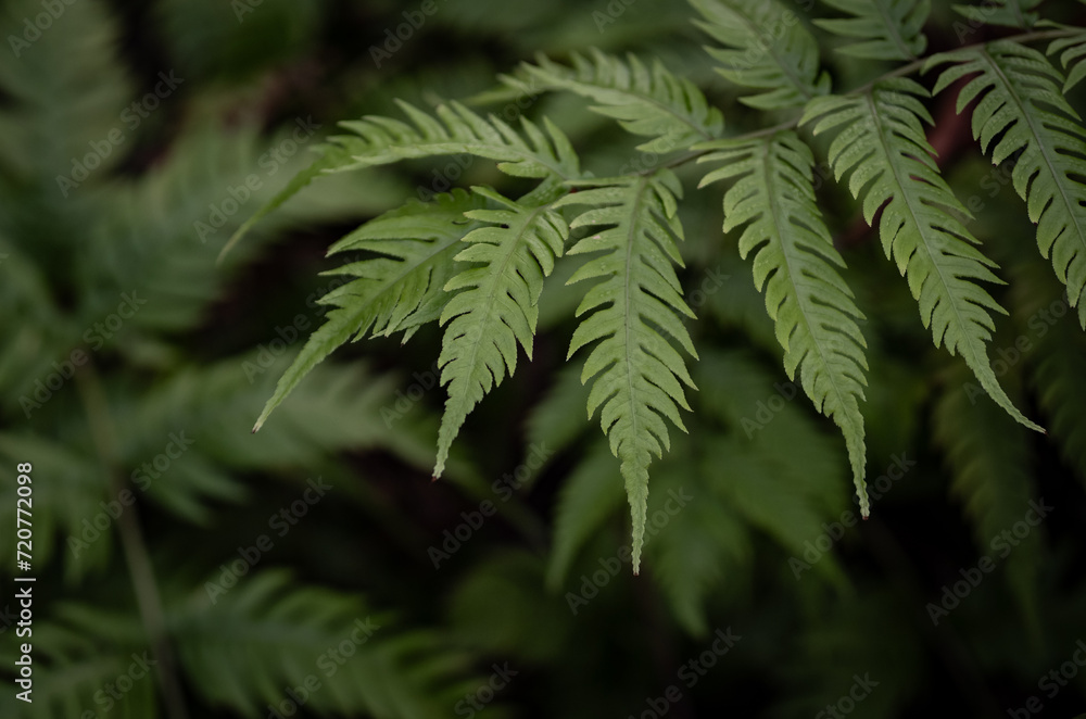 Fotografie Tree fern branches in the forest