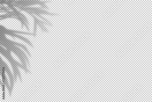 Flower shadow. Reflecting shades palm plants isolated on transparant background. Reflected plant leaves overlay realistic shade. Falls light from branches. Lighting from flowers. Vector illustration