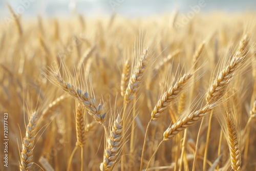 A close-up view of a field of wheat. Suitable for agricultural and nature-themed projects