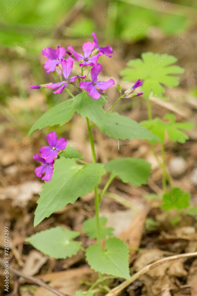 Lunaria, honesty, dollar plant, money-in-both-pockets, money plant, moneywort, moonwort, and silver dollar Lunaria, honesty, dollar plant, money-in-both-pockets, money plant, moneywort, moonwort, and silver dollar