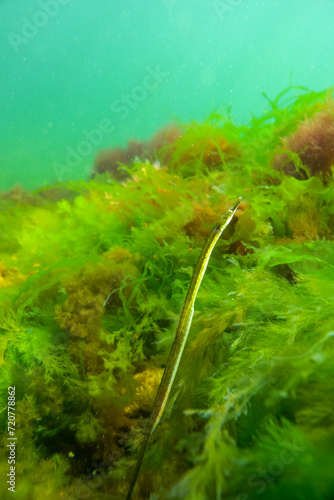 Black-striped pipefish  Syngnathus abaster 