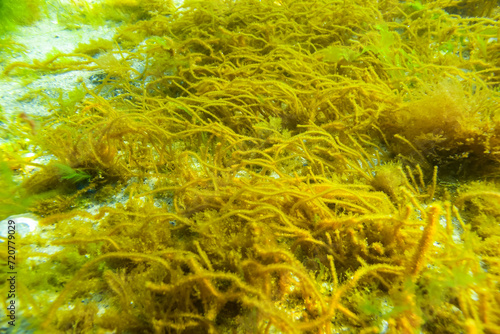 Green and red algae on underwater rocks (Enteromorpha, Ulva, Ceramium, Polisiphonia) photo