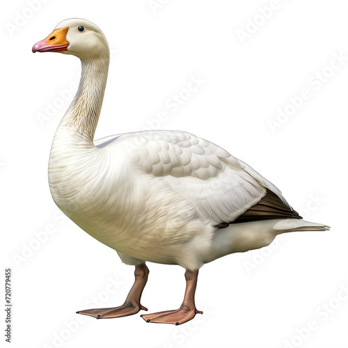 white goose standing on a transparent background png isolated photo