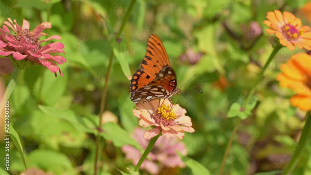 Closeup of a Gulf Fritillary butterfly feeding on a pale orange Zinnia flower in fall Closeup of a Gulf Fritillary butterfly feeding on a pale orange Zinnia flower in fall