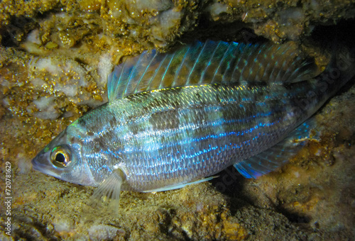 Pickarel (Spicara flexuosa), .fish resting at night at the bottom in an underwater cave, Black Sea, Crimea photo