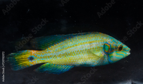 Black Sea fish ocellated wrasse (Symphodus ocellatus), male fish on a black background, Black Sea photo